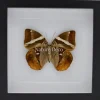 Thauria Aliris Aliris in luxe 3D lijst