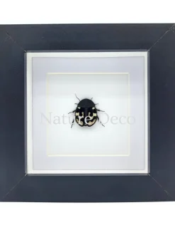 Therea Olegrandjeani (vraagteken kakkerlak) in luxe 3D lijst 12 x 12 x 3,3 cm