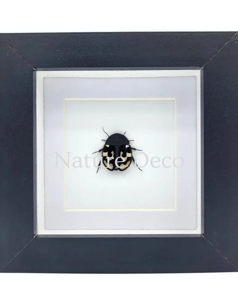 Therea Olegrandjeani (vraagteken kakkerlak) in luxe 3D lijst 12 x 12 x 3,3 cm