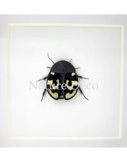 Therea Olegrandjeani (vraagteken kakkerlak) in luxe 3D lijst 12 x 12 x 3,3 cm