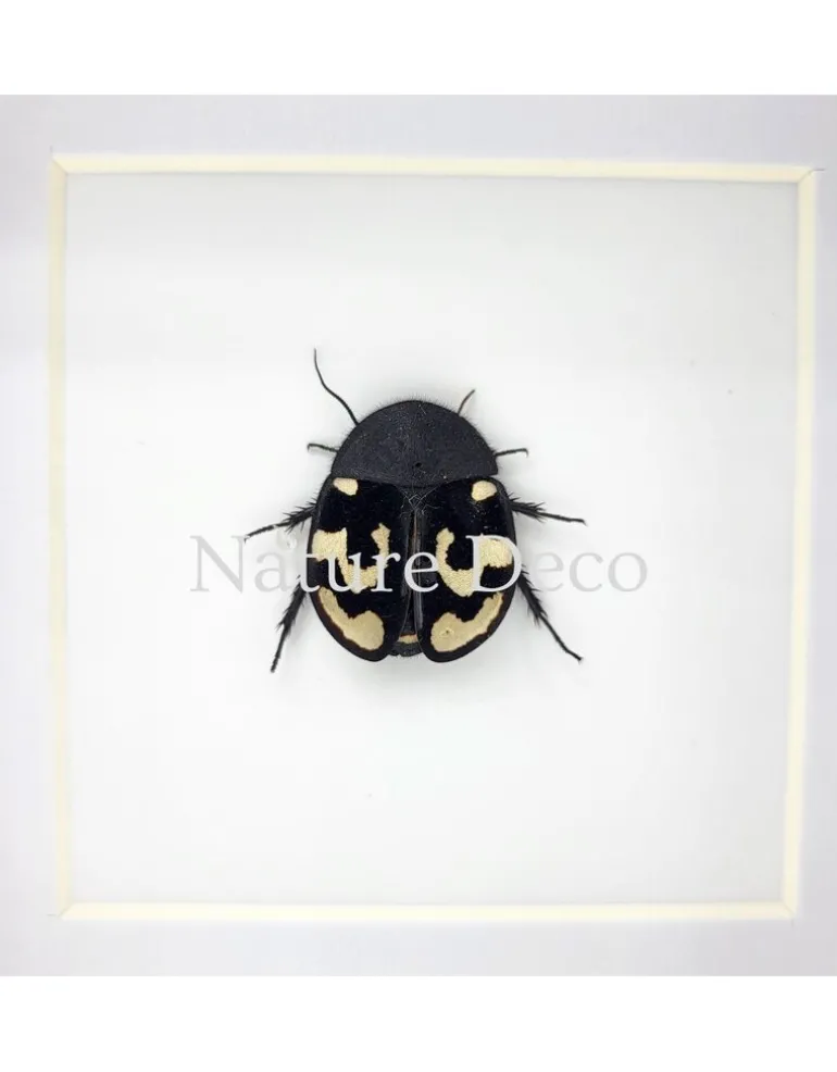 Therea Olegrandjeani (vraagteken kakkerlak) in luxe 3D lijst 12 x 12 x 3,3 cm