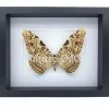 Thysania Agrippina (The White Witch Moth) in luxe 3D lijst 27 x 22 x 4,5 cm