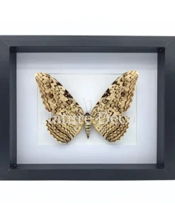 Thysania Agrippina (The White Witch Moth) in luxe 3D lijst 27 x 22 x 4,5 cm