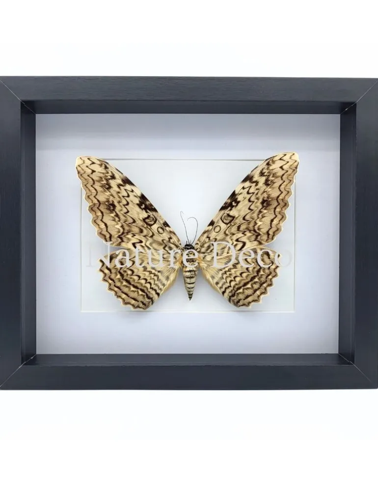 Thysania Agrippina (The White Witch Moth) in luxe 3D lijst 27 x 22 x 4,5 cm