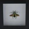 Tmesisternus Rafaelae in luxe 3D lijst 12 x 12cm