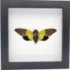 Trengganua Sybilla (cicade) in luxe 3D lijst 17 x 17 cm