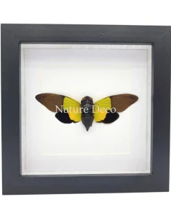 Trengganua Sybilla (cicade) in luxe 3D lijst 17 x 17 cm