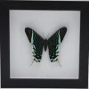 Urania Leilus onderkant in luxe 3D lijst 17 x 17cm
