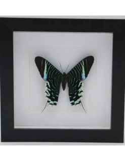 Urania Leilus onderkant in luxe 3D lijst 17 x 17cm