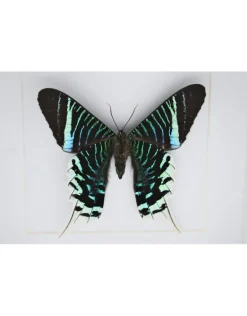 Urania Leilus onderkant in luxe 3D lijst 17 x 17cm