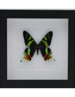 Urania Ripheus bovenkant in luxe 3D lijst 17 x 17cm