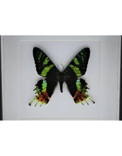 Urania Ripheus bovenkant in luxe 3D lijst 17 x 17cm