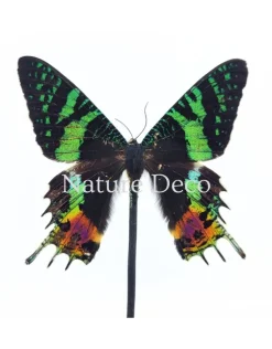 Urania Ripheus bovenkant in stolp 13 x 17,5 cm