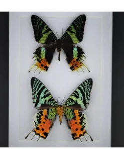 Urania Ripheus dubbel in luxe 3D lijst 20,3 x 15,3cm