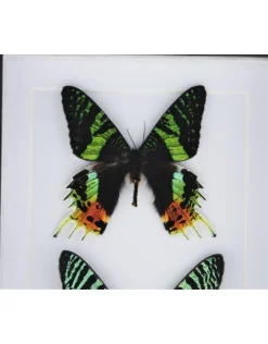 Urania Ripheus dubbel in luxe 3D lijst 20,3 x 15,3cm
