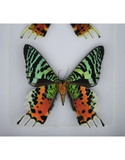 Urania Ripheus dubbel in luxe 3D lijst 20,3 x 15,3cm