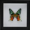 Urania Ripheus onderkant in luxe 3D lijst 17 x 17cm