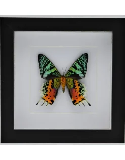 Urania Ripheus onderkant in luxe 3D lijst 17 x 17cm