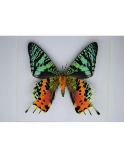 Urania Ripheus onderkant in luxe 3D lijst 17 x 17cm