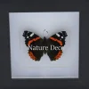 Vanessa Atalanta in luxe 3D lijst