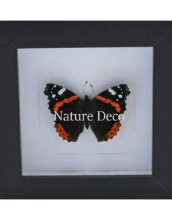 Vanessa Atalanta in luxe 3D lijst