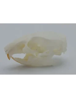 Veeltepelmuis schedel (Mastomys natalensis)