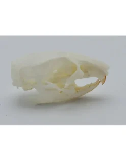 Veeltepelmuis schedel (Mastomys natalensis)