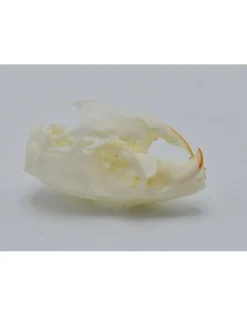Veeltepelmuis schedel (Mastomys natalensis)