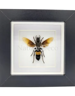 Vespa Tropica (wesp) in luxe 3D lijst 12 x 12 cm