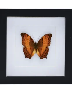 Vindula Dejone in luxe 3D lijst 17 x 17cm