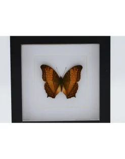 Vindula Dejone in luxe 3D lijst 17 x 17cm