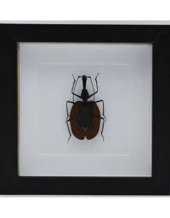 Vioolkever in luxe 3D lijst 17 x 17cm