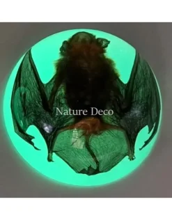 Vleermuis in hars dome "glow in the dark"