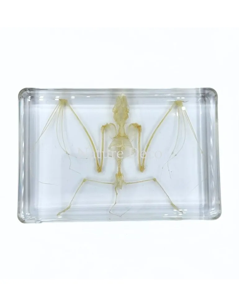 Vleermuisskelet in hars 9 x 13,5 x 2,5 cm