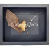 Vliegende vleermuis half opgezet - half skelet in luxe 3D lijst 27 x 22 cm