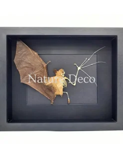 Vliegende vleermuis half opgezet - half skelet in luxe 3D lijst 27 x 22 cm