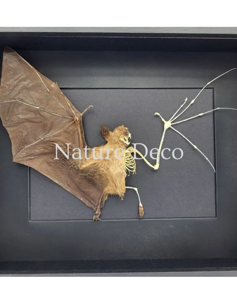 Vliegende vleermuis half opgezet - half skelet in luxe 3D lijst 27 x 22 cm