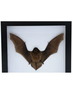 Vliegende vleermuis in luxe 3D lijst 22 x 22cm