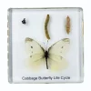 Vlinder levenscyclus in hars #2, 7,5 x 7,5 x 1 cm