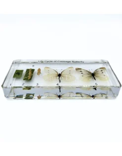 Vlinder levenscyclus in hars #3, 13,5 x 6 x 2 cm