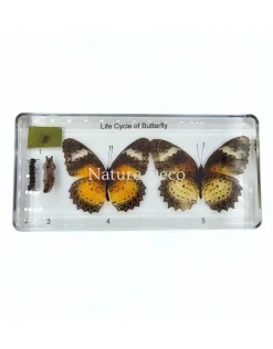 Vlinder levenscyclus in hars #1, 7,5 x 16 x 2 cm
