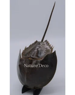 Voet zwart degenkrab
