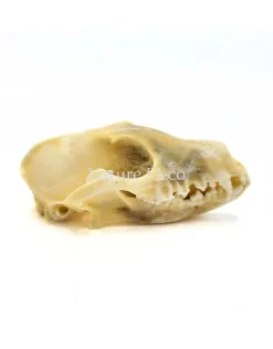 Vossenskelet bouwpakket