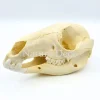 Wallabyschedel 13 x 6 x 5 cm