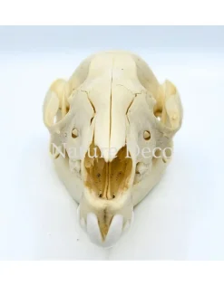 Wallabyschedel 13 x 6 x 5 cm
