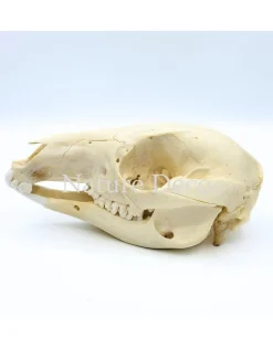 Wallabyschedel 13 x 6 x 5 cm