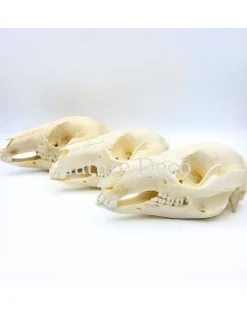 Wallabyschedel 13 x 6 x 5 cm