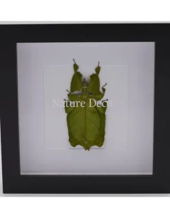 Wandelend blad in luxe 3D lijst 17 x 17cm