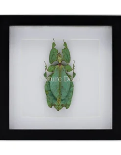 Wandelend blad XXL in luxe 3D lijst (Phyllium Giganteum) 22 x 22cm
