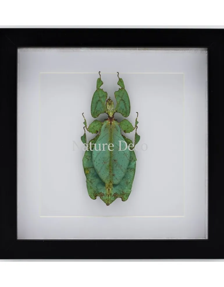 Wandelend blad XXL in luxe 3D lijst (Phyllium Giganteum) 22 x 22cm